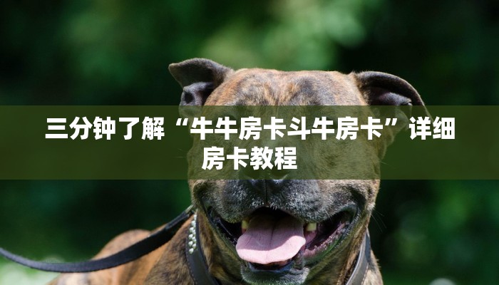 三分钟了解“牛牛房卡斗牛房卡”详细房卡教程