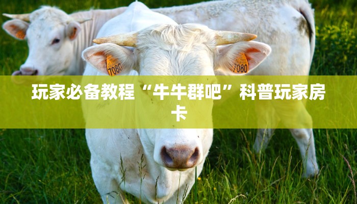 普及一下“新荣耀大厅牛牛下载”详细教程