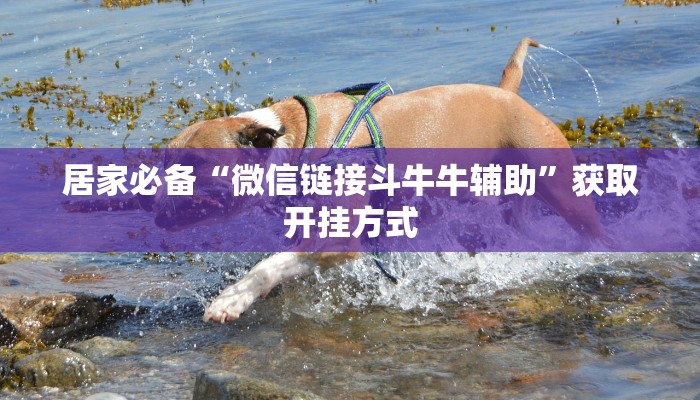 居家必备“微信链接斗牛牛辅助”获取开挂方式