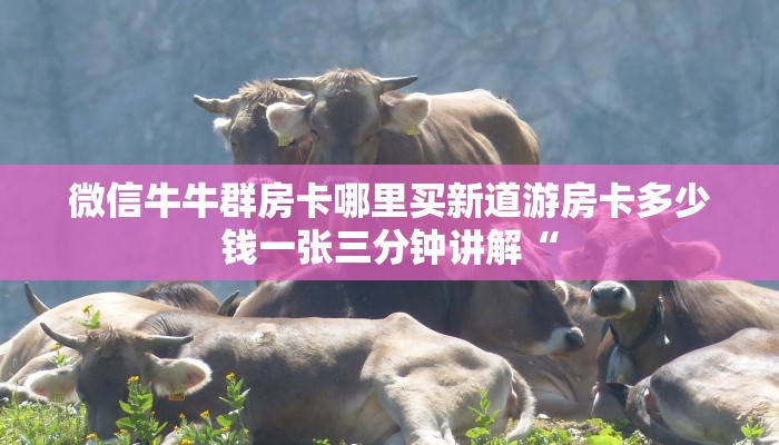微信牛牛群房卡哪里买新道游房卡多少钱一张三分钟讲解“