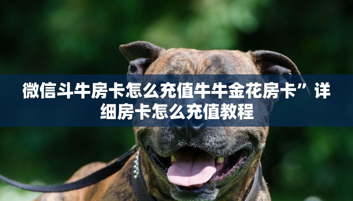 微信斗牛房卡怎么充值牛牛金花房卡”详细房卡怎么充值教程